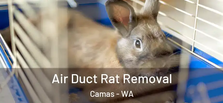  Air Duct Rat Removal Camas - WA